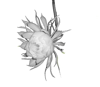 gif/gekkabijin 023.gif